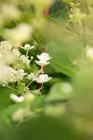 Hydrangea arborescens (Wilde hortensia) - afbeelding 29