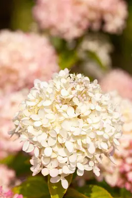 Hydrangea arborescens (Wilde hortensia) - afbeelding 30