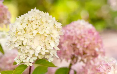 Hydrangea arborescens (Wilde hortensia) - afbeelding 31