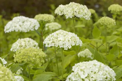 Hydrangea arborescens (Wilde hortensia) - afbeelding 3