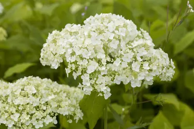 Hydrangea arborescens (Wilde hortensia) - afbeelding 4