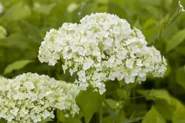 Hydrangea arborescens (Wilde hortensia) - afbeelding 4