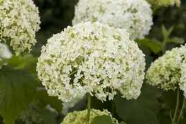 Hydrangea arborescens (Wilde hortensia) - afbeelding 5