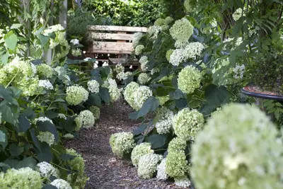 Hydrangea arborescens (Wilde hortensia) - afbeelding 6
