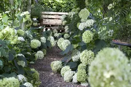Hydrangea arborescens (Wilde hortensia) - afbeelding 6