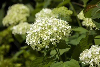 Hydrangea arborescens (Wilde hortensia) - afbeelding 10