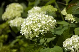 Hydrangea arborescens (Wilde hortensia) - afbeelding 10