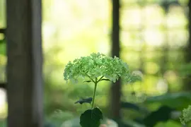 Hydrangea arborescens (Wilde hortensia) - afbeelding 11
