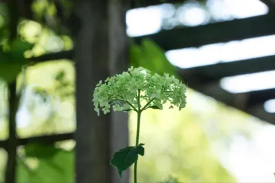 Hydrangea arborescens (Wilde hortensia) - afbeelding 12