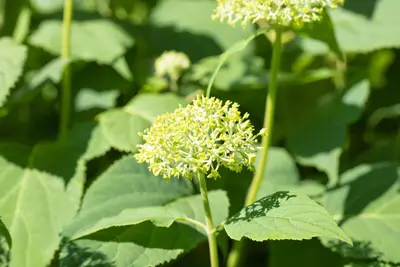 Hydrangea arborescens (Wilde hortensia) - afbeelding 13