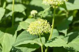 Hydrangea arborescens (Wilde hortensia) - afbeelding 13