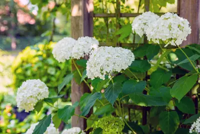 Hydrangea arborescens (Wilde hortensia) - afbeelding 14