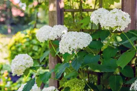 Hydrangea arborescens (Wilde hortensia) - afbeelding 14