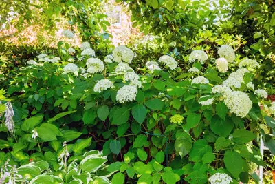 Hydrangea arborescens (Wilde hortensia) - afbeelding 15