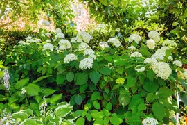 Hydrangea arborescens (Wilde hortensia) - afbeelding 15