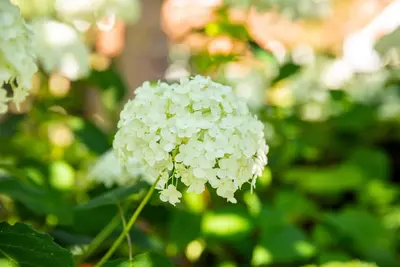 Hydrangea arborescens (Wilde hortensia) - afbeelding 16