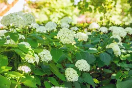 Hydrangea arborescens (Wilde hortensia) - afbeelding 17