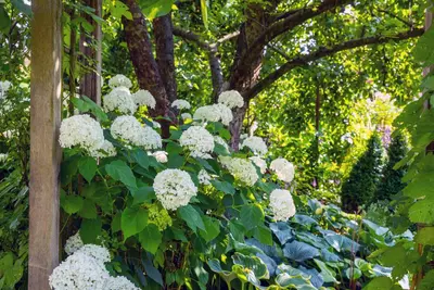 Hydrangea arborescens (Wilde hortensia) - afbeelding 18