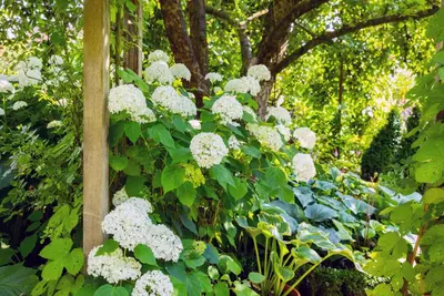 Hydrangea arborescens (Wilde hortensia) - afbeelding 19