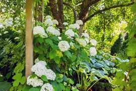 Hydrangea arborescens (Wilde hortensia) - afbeelding 19