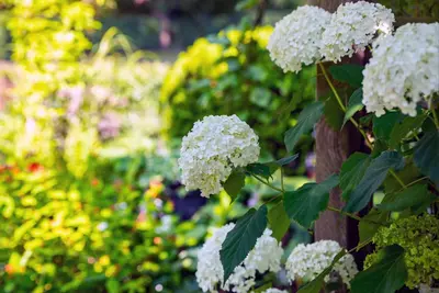 Hydrangea arborescens (Wilde hortensia) - afbeelding 20