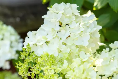 Hydrangea arborescens (Wilde hortensia) - afbeelding 21