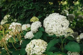 Hydrangea arborescens (Wilde hortensia) - afbeelding 25