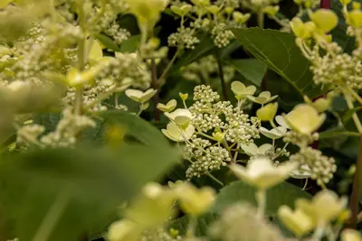 Hydrangea arborescens (Wilde hortensia) - afbeelding 26