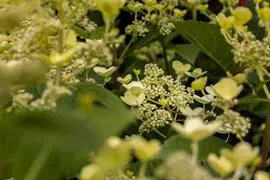 Hydrangea arborescens (Wilde hortensia) - afbeelding 26