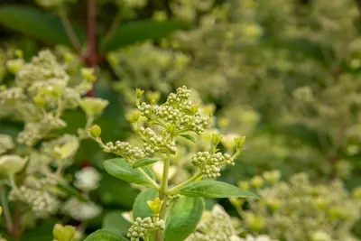 Hydrangea arborescens (Wilde hortensia) - afbeelding 27