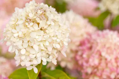 Hydrangea arborescens (Wilde hortensia) - afbeelding 32