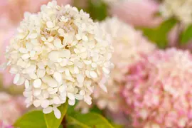 Hydrangea arborescens (Wilde hortensia) - afbeelding 32