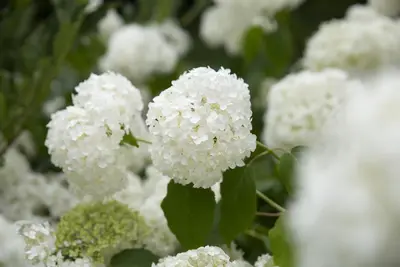 Hydrangea arborescens (Wilde hortensia) - afbeelding 33
