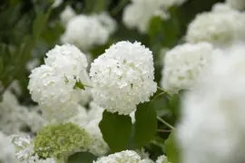 Hydrangea arborescens (Wilde hortensia) - afbeelding 33