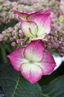 Hydrangea (Hortensia) - afbeelding 1