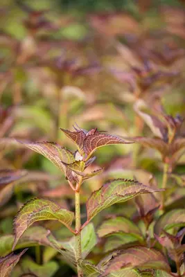 Hydrangea (Hortensia) - afbeelding 13