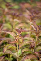 Hydrangea (Hortensia) - afbeelding 13