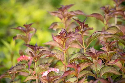 Hydrangea (Hortensia) - afbeelding 11