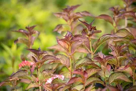 Hydrangea (Hortensia) - afbeelding 11