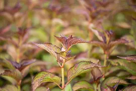 Hydrangea (Hortensia) - afbeelding 12