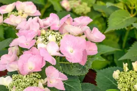 Hydrangea macrophylla Frisbee® 'Pink' (Hortensia 'Pink') - afbeelding 1