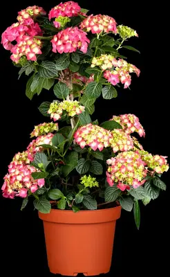 Hydrangea macrophylla (Hortensia) - afbeelding 74