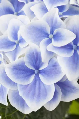 Hydrangea macrophylla (Hortensia) - afbeelding 8
