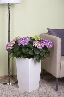 Hydrangea macrophylla (Hortensia) - afbeelding 15