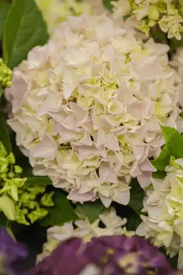 Hydrangea macrophylla (Hortensia) - afbeelding 19