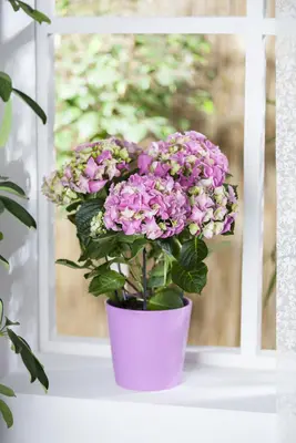 Hydrangea macrophylla (Hortensia) - afbeelding 39