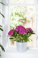 Hydrangea macrophylla (Hortensia) - afbeelding 40