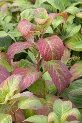 Hydrangea macrophylla (Hortensia) - afbeelding 107