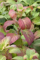 Hydrangea macrophylla (Hortensia) - afbeelding 107