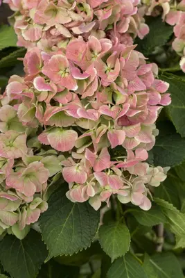 Hydrangea macrophylla (Hortensia) - afbeelding 111